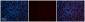 Ppara antibody - C-terminal region